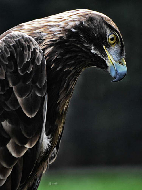 overview_sandi_holst_nature